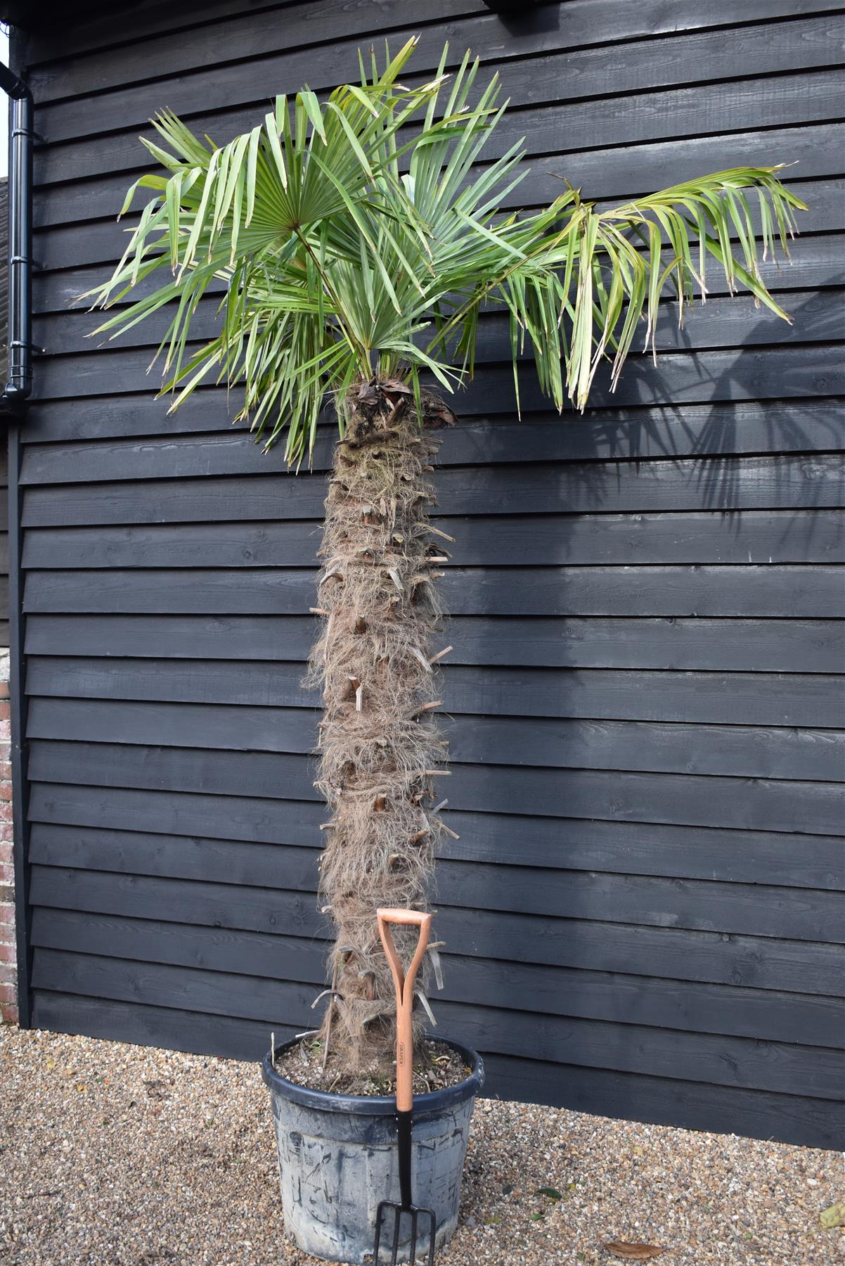 Windmill palm | Trachycarpus fortunei - Stem 170-180cm - Height 240-260cm - 90lt