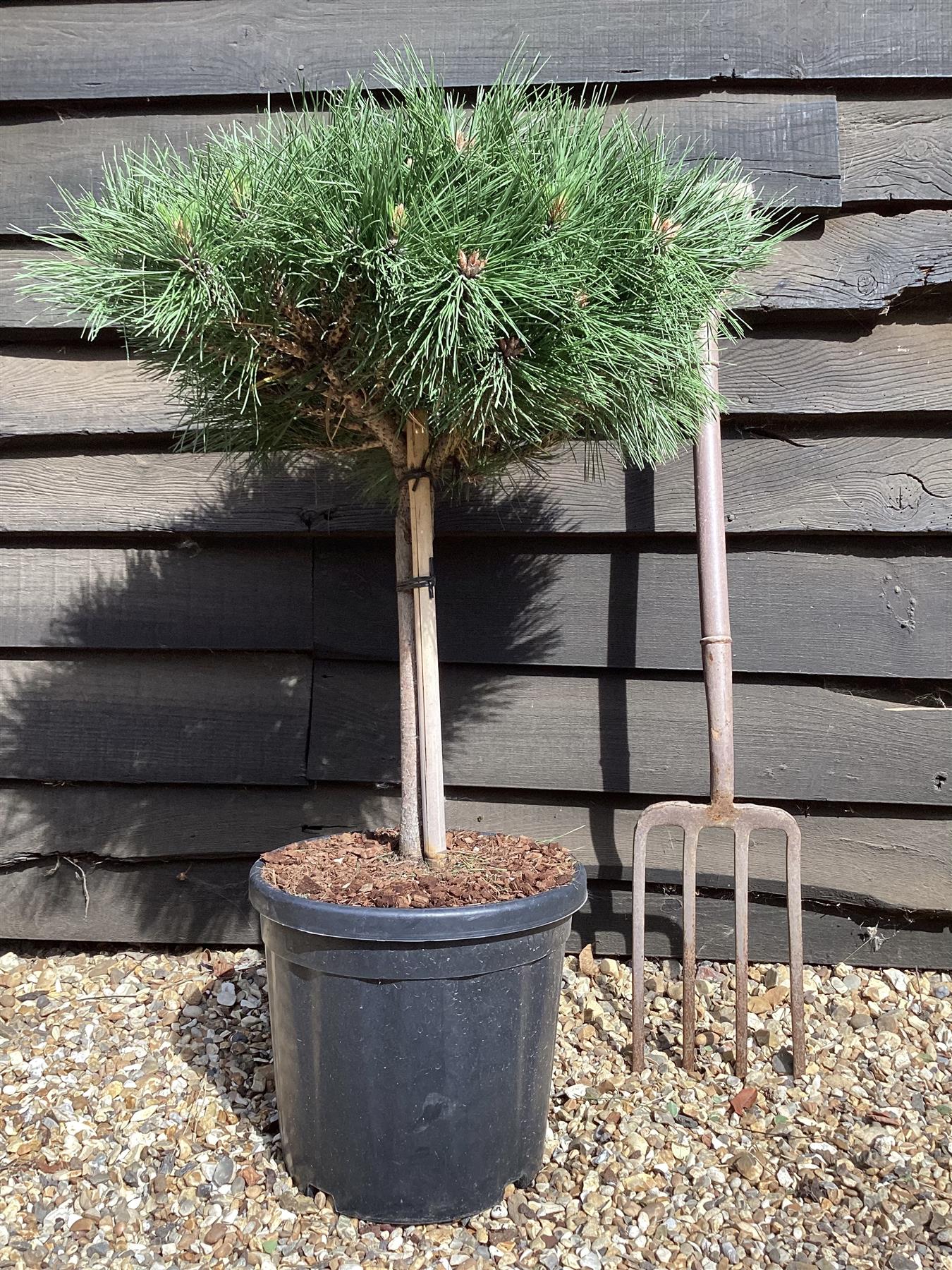 Pinus Nigra 'Brepo' | Dwarf Austrian Pine - Stem - ST30 - Height 70cm - Width 60cm - 18lt