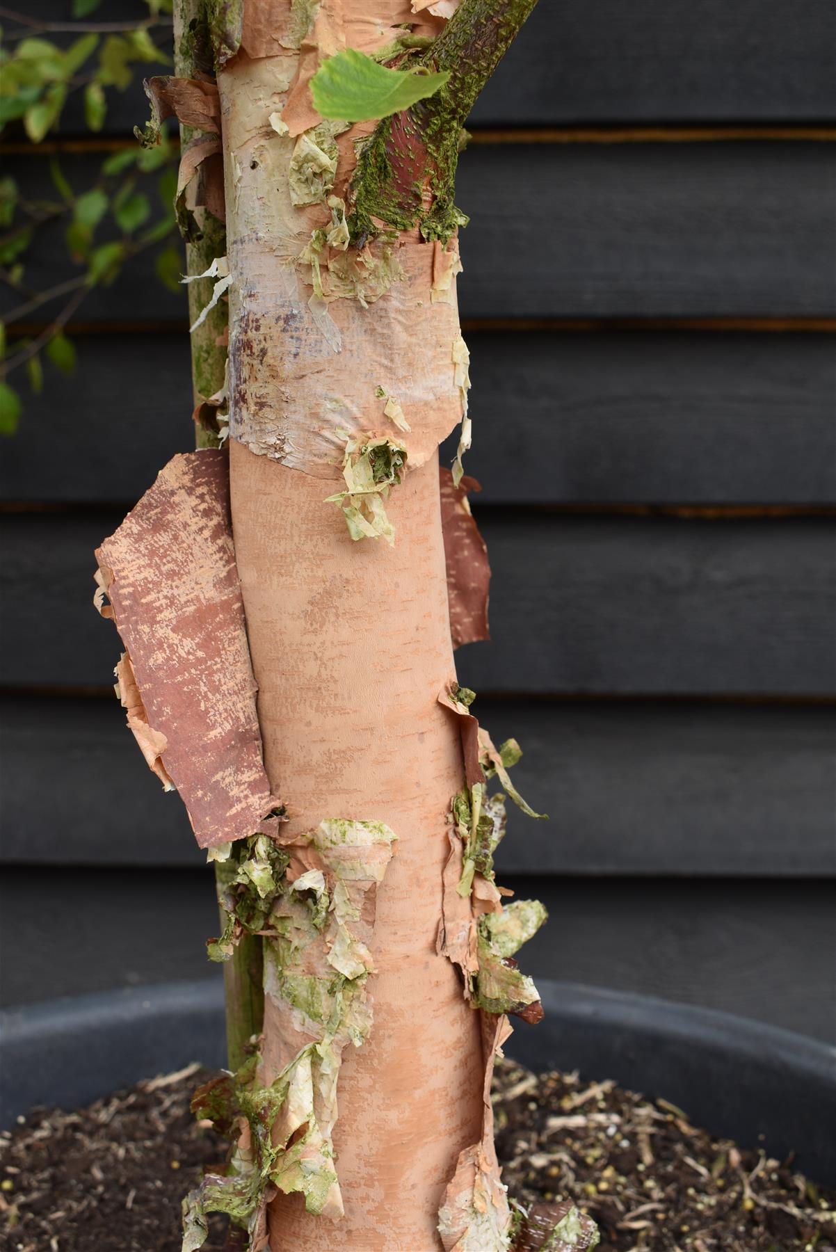 Betula Nigra "Heritage"  - River Birch| Black Birch Cully - Girth 10-12cm - Height - 500-550cm - 75lt