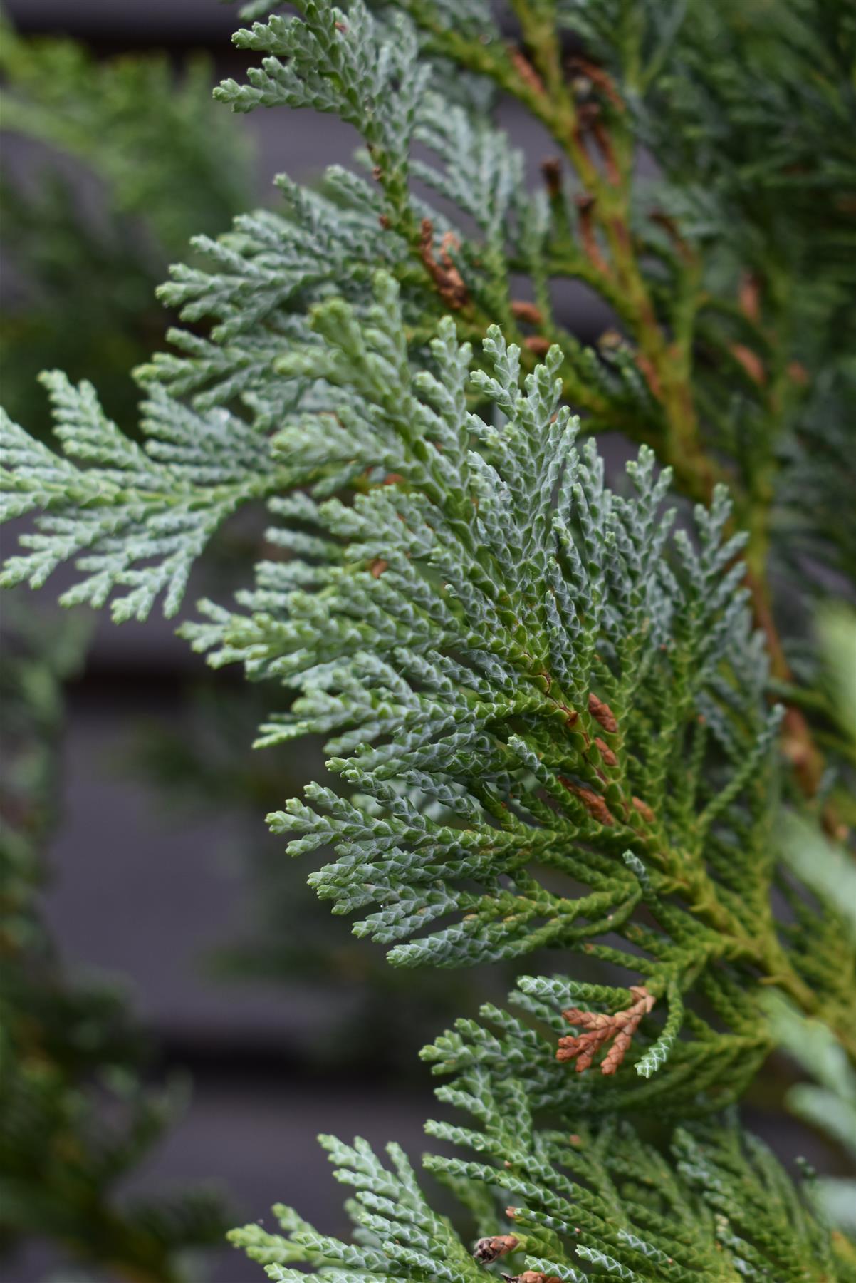 Chamaecyparis lawsoniana 'Columnaris' | False Cypress - 170-180cm - 30lt