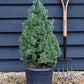 Picea glauca 'Sander's Blue' | Alberta spruce - Height 75-80cm - 15lt