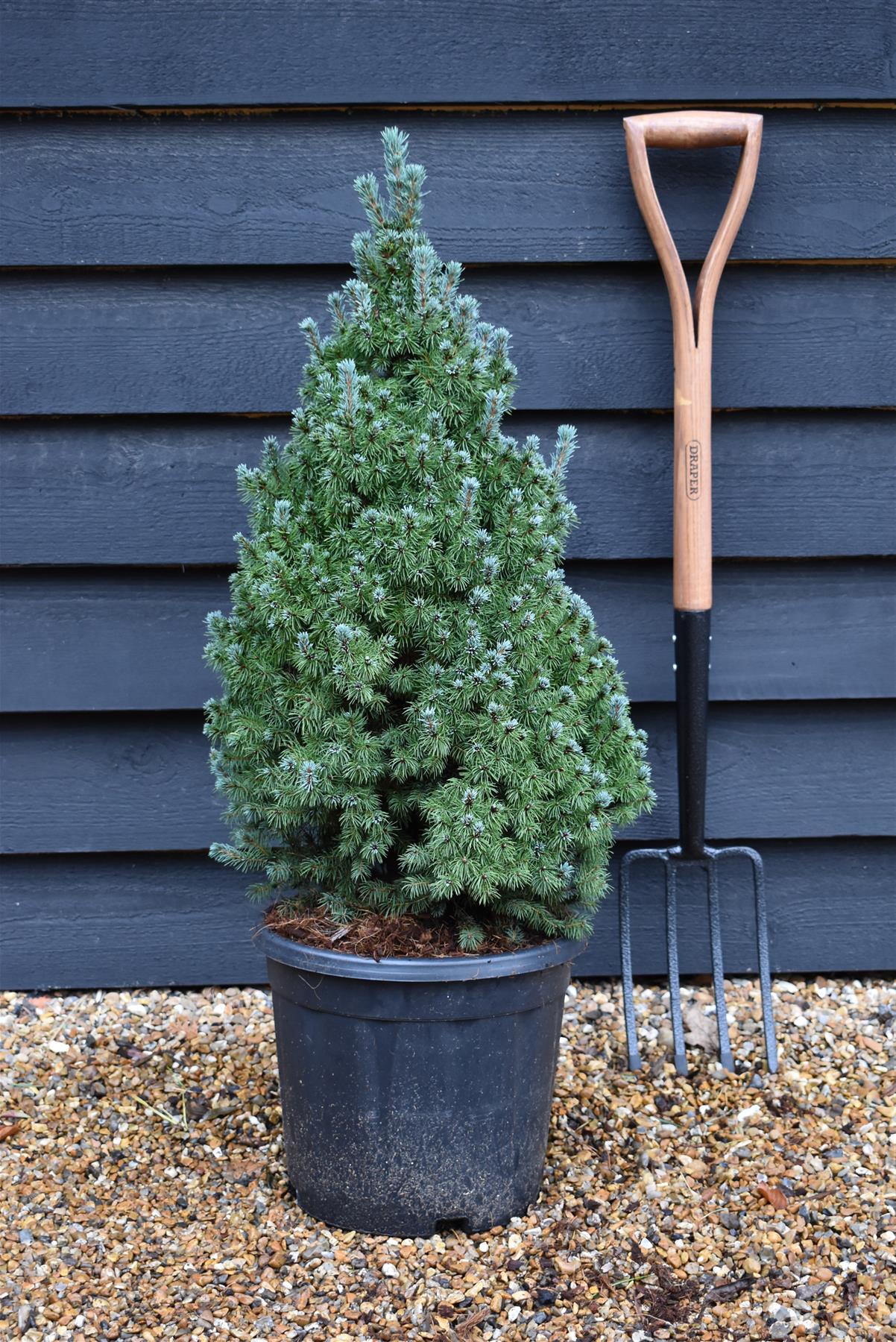 Picea glauca 'Sander's Blue' | Alberta spruce - Height 75-80cm - 15lt