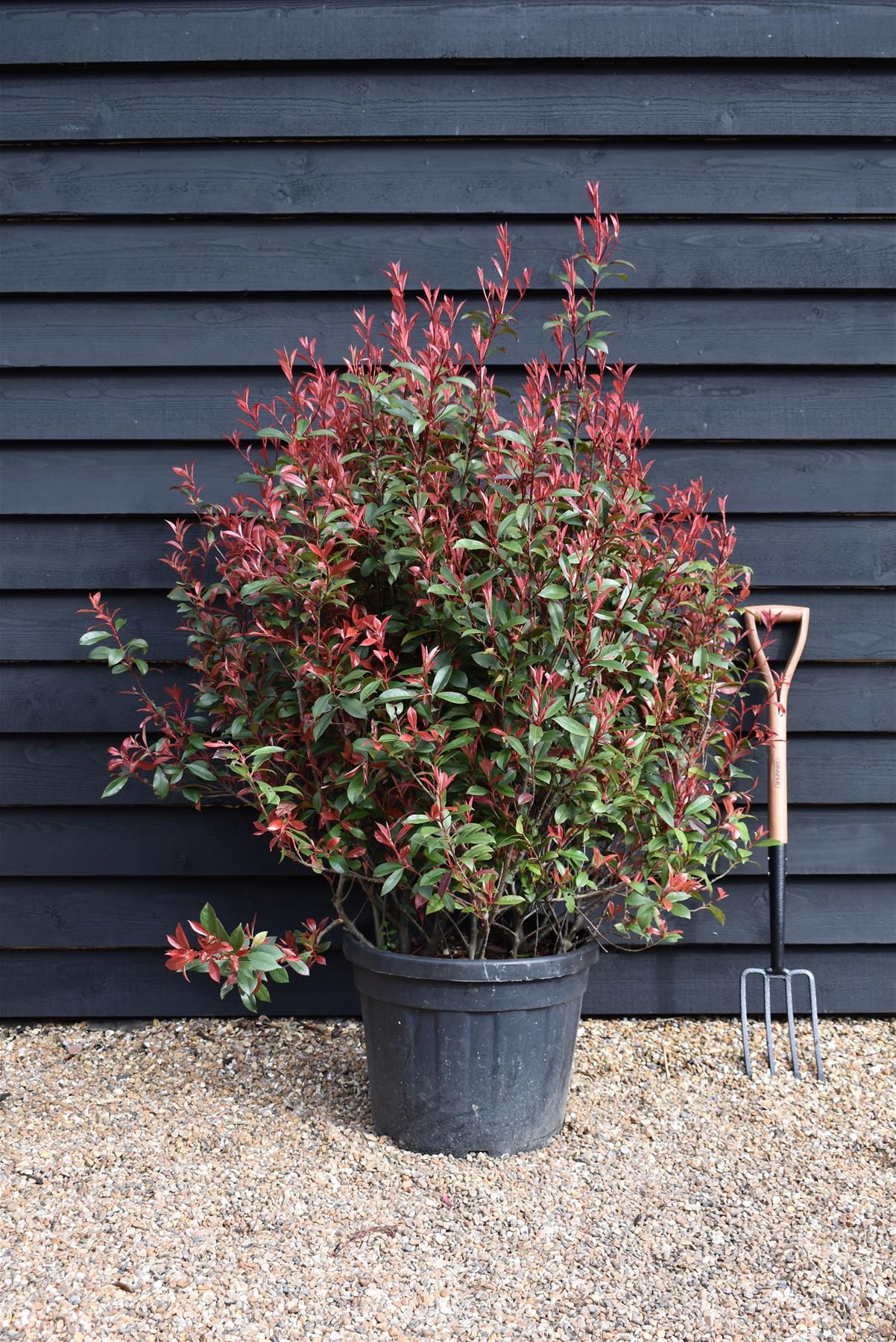 Photinia Red Robin - Compacta - Bush - 120-140cm - 45lt