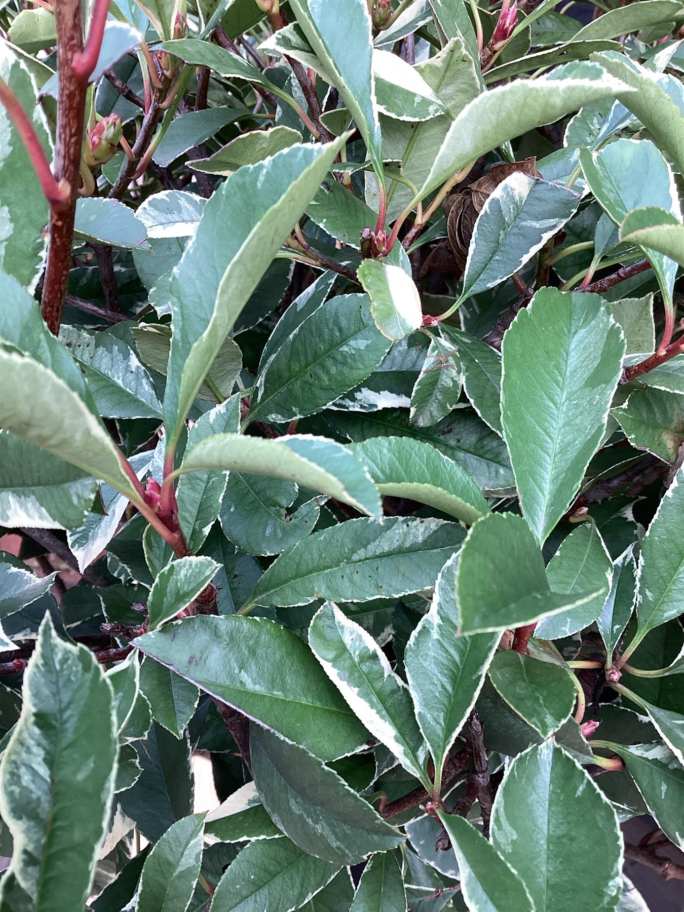 Photinia Pink Marble ('Cassini') | Christmas Berry Pink Marble 1/2 std Clear Stem - 170-180cm, 30lt