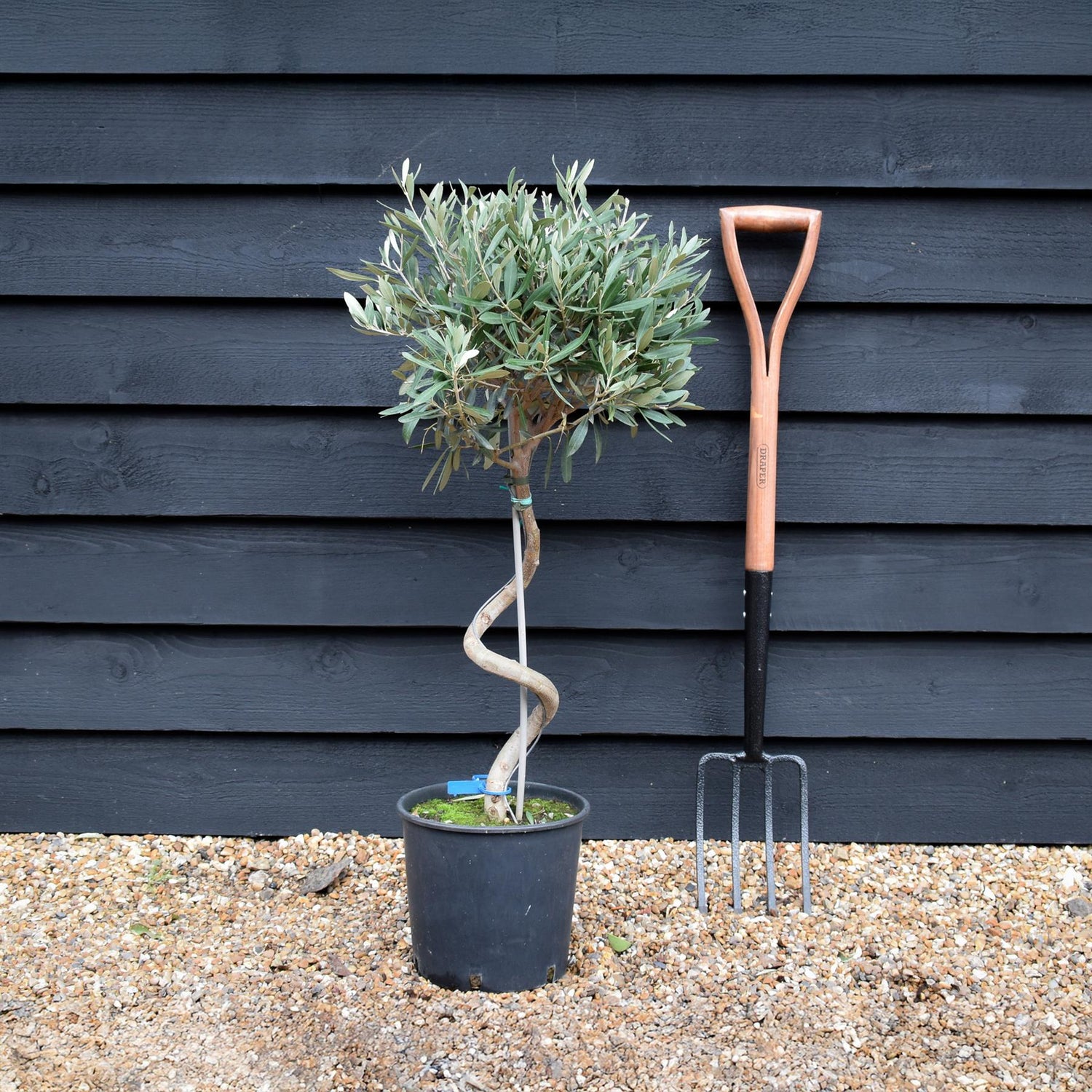 Olive Tree | Olea Europea - Stem - Spiral - Height - 90-100cm - 7lt