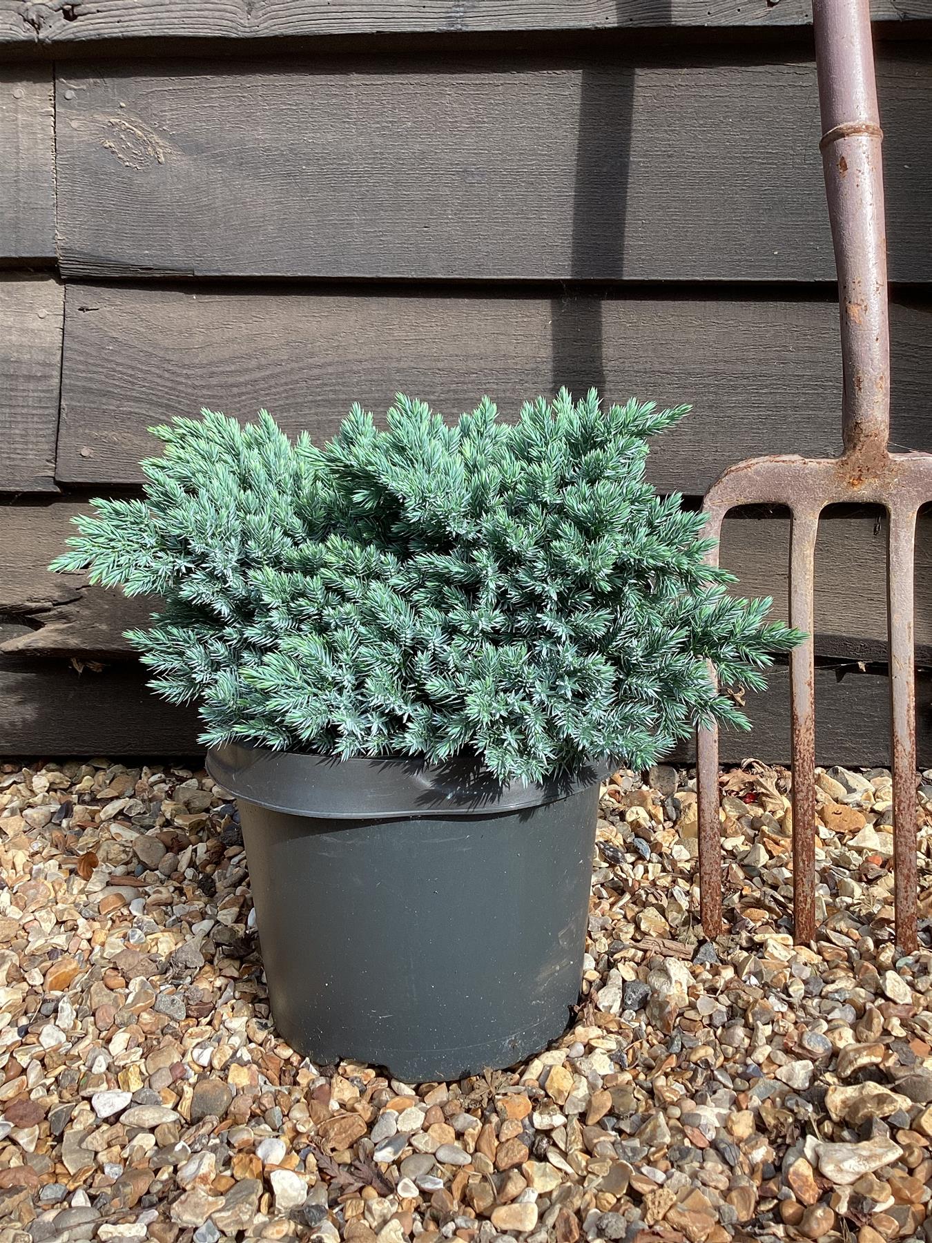 Juniperus squamata 'Blue Star' - 20-30cm - 5lt