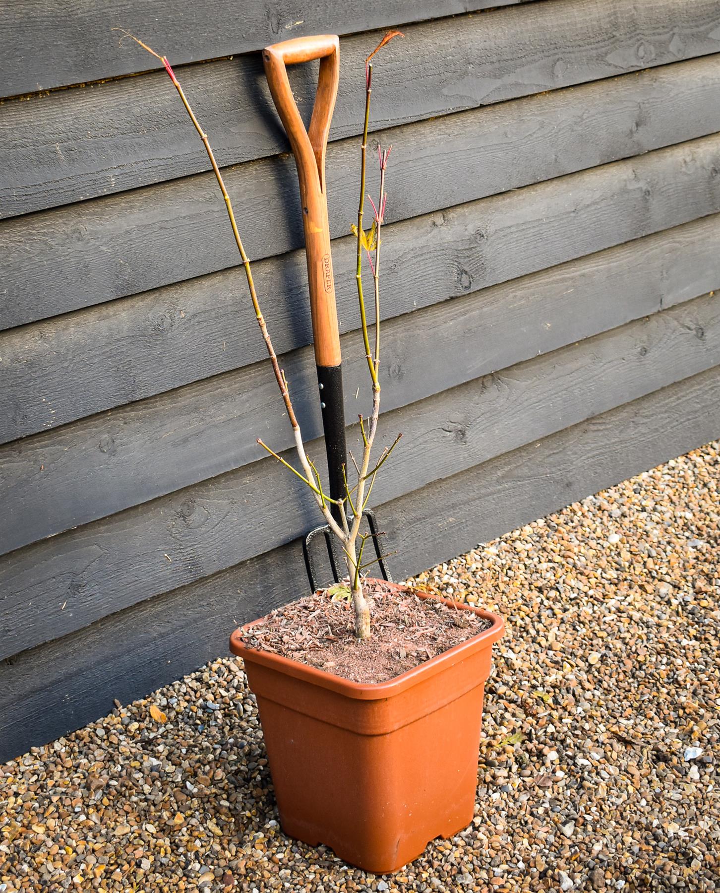 Full Moon Maple | Acer shirasawanum 'Moonrise' - Bushy - Height 120-140cm - 18-20lt