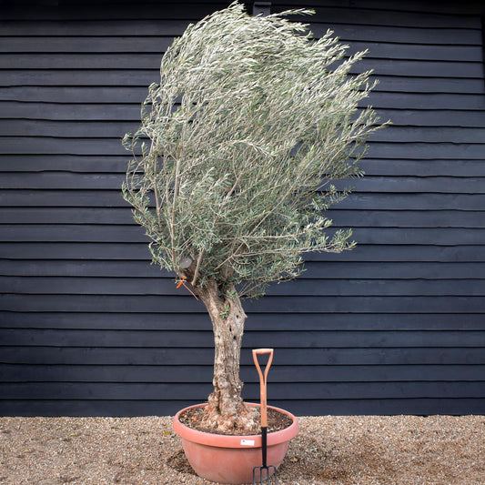 Olive Tree | Olea Europea - Specimen - Twisted Trunk - Bowl 90lt