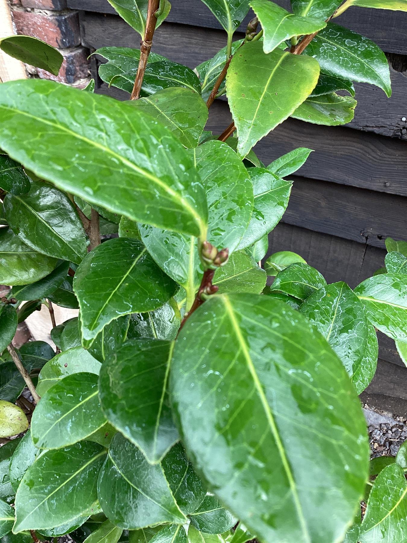 Camellia japonica 'Adolphe Audusson' (Adolf Red) - 120-140cm, 25lt