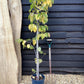 Cercis chinensis 'Avondale' - Height 150-200cm - 10lt