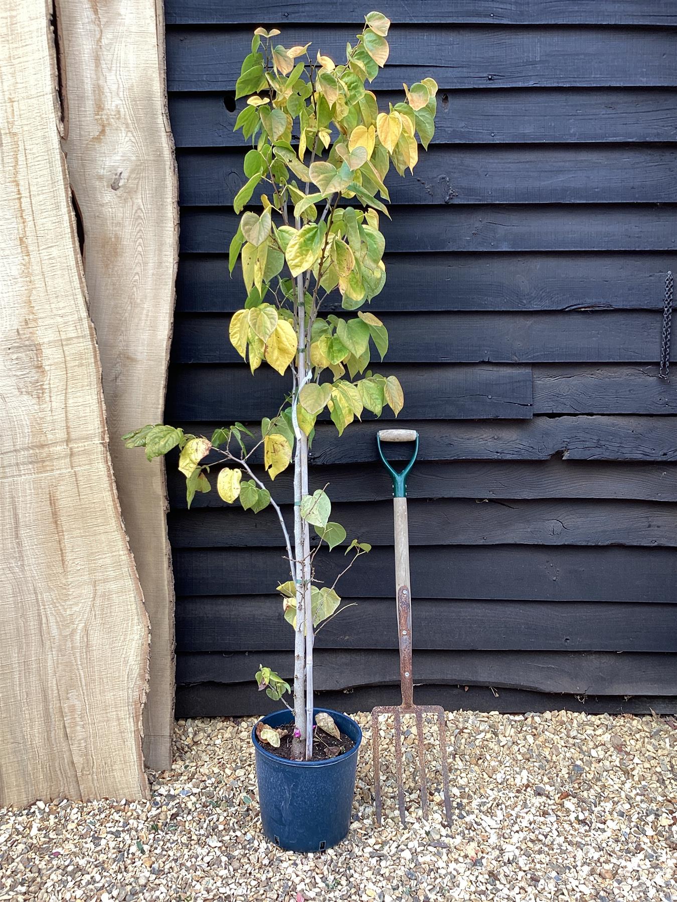 Cercis chinensis 'Avondale' - Height 150-200cm - 10lt