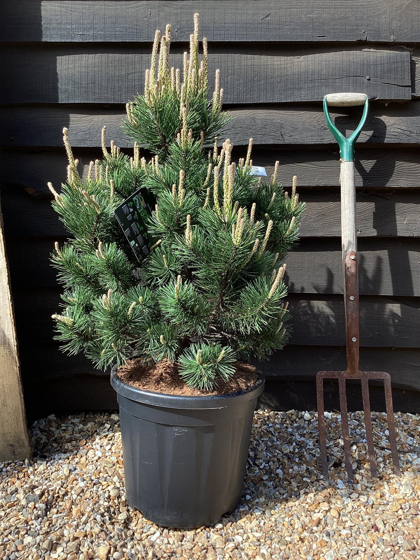 Pinus mugo 'Gnom' | Dwarf mountain pine - 70-80cm -18lt