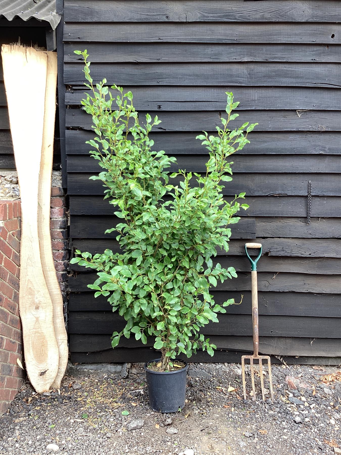 Griselinia littoralis - Height 180cm - 25lt