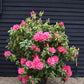 Azalea | Rhododendron hybrid - Very Large Shrub - 250cm - 130lt