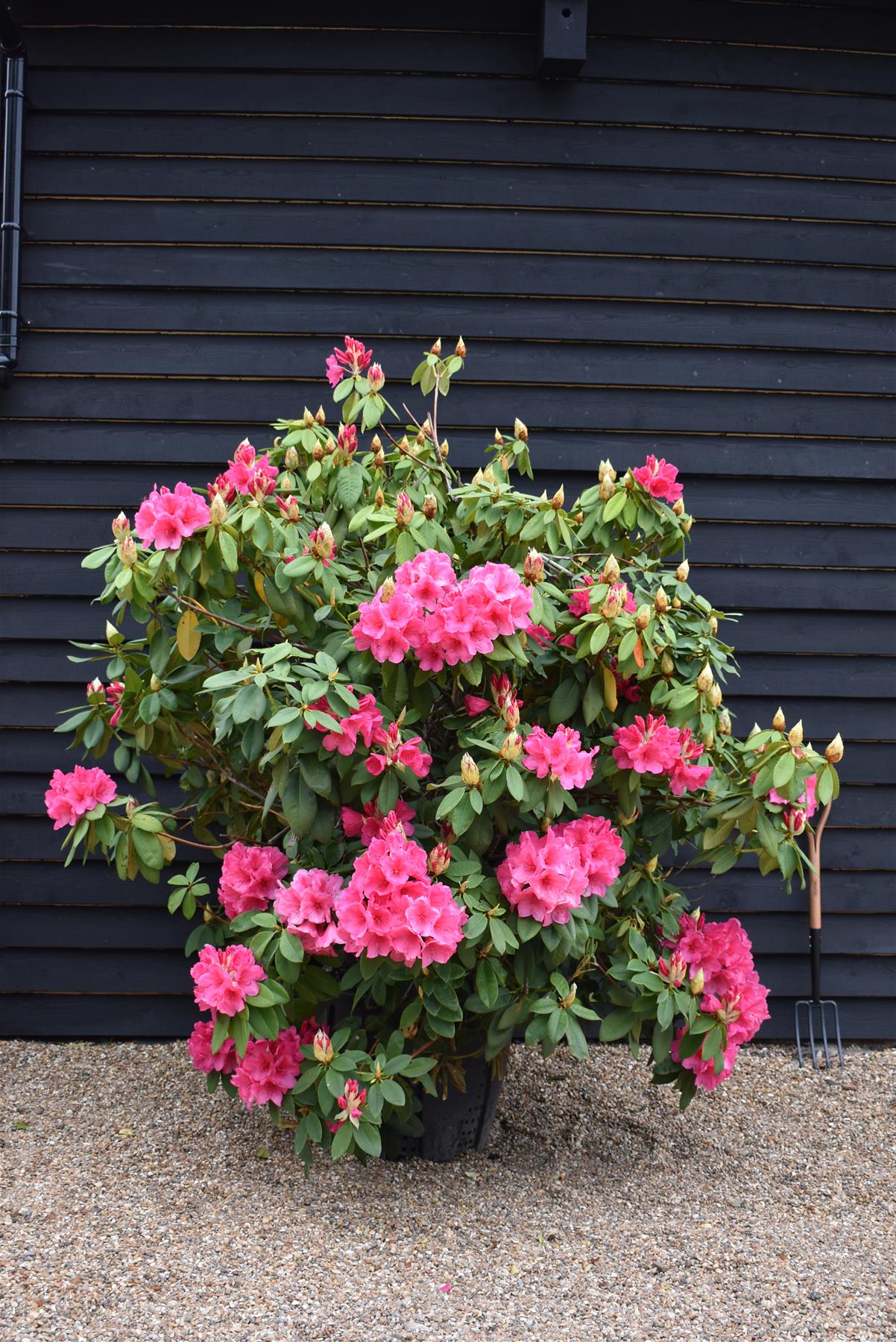 Azalea | Rhododendron hybrid - Very Large Shrub - 250cm - 130lt