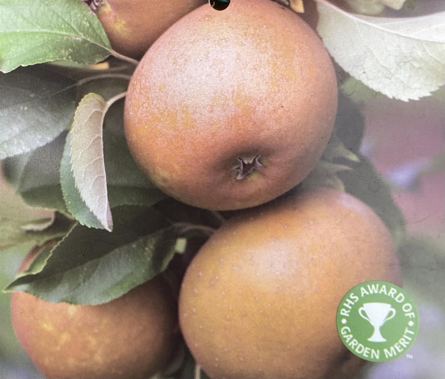 Apple tree 'Egremont Russet' | Malus domestica - MM106 - Semi-Dwarfing - 160-180cm - 10lt