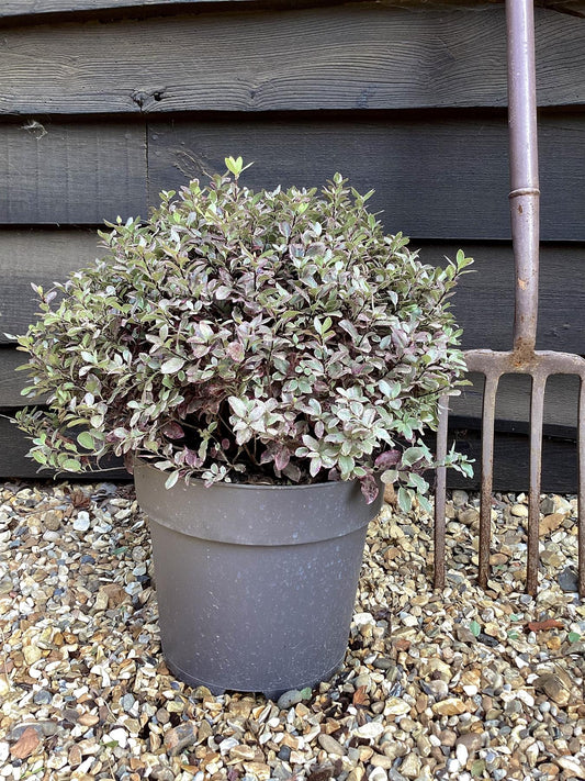 Pittosporum tenuifolium Bannow Bay - 30cm - 10lt