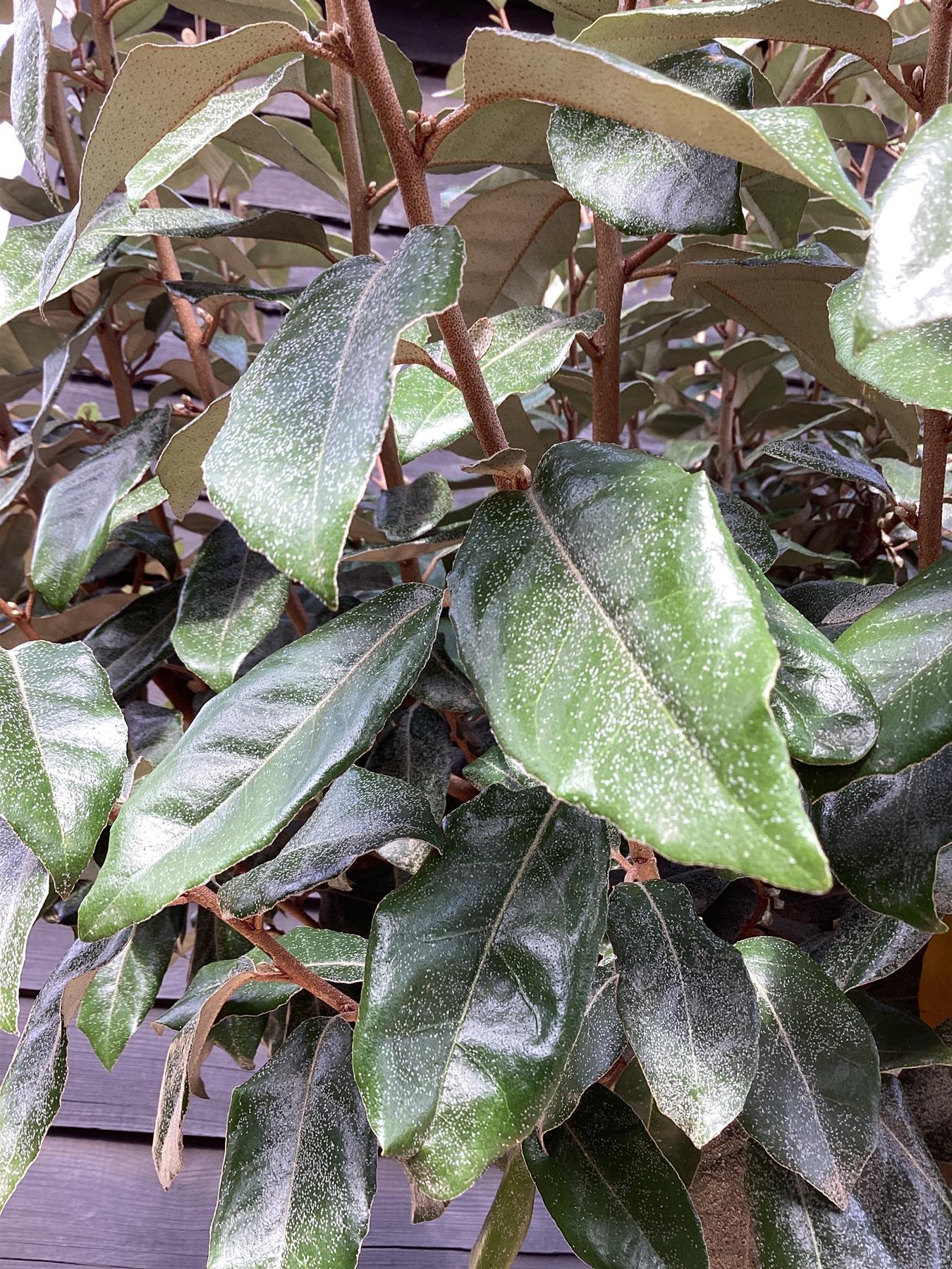 Elaeagnus Ebbingei Compacta | Oleaster 'Compacta' - 300-310cm, 30lt