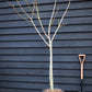 Fig | Ficus carica 'Little Miss Figgy' - Half Standard - Height 180-200cm - 35lt