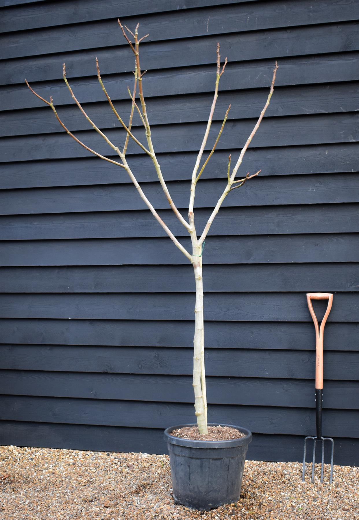 Fig | Ficus carica 'Little Miss Figgy' - Half Standard - Height 180-200cm - 35lt