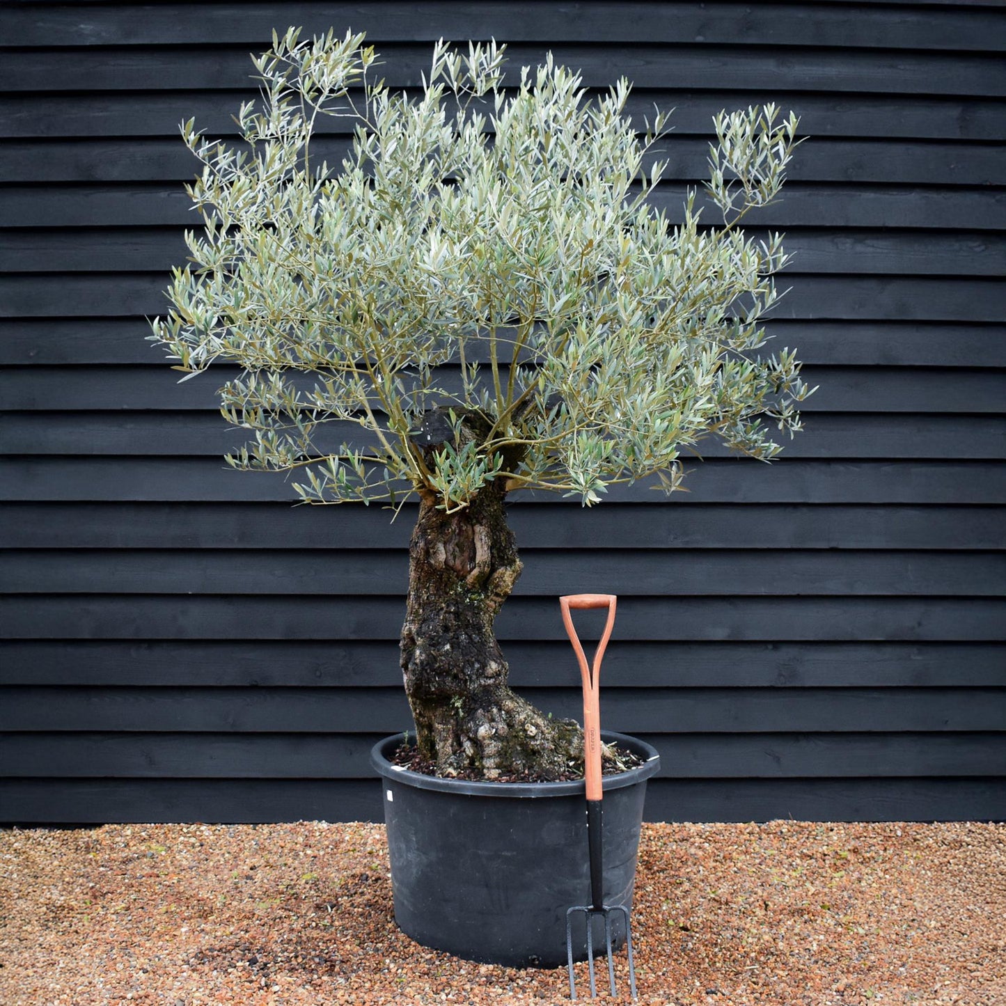 Olive Tree | Olea Europea - Specimen - Straight gnarly - Trunk height 80cm - Height 180cm - Girth 90cm - 160lt