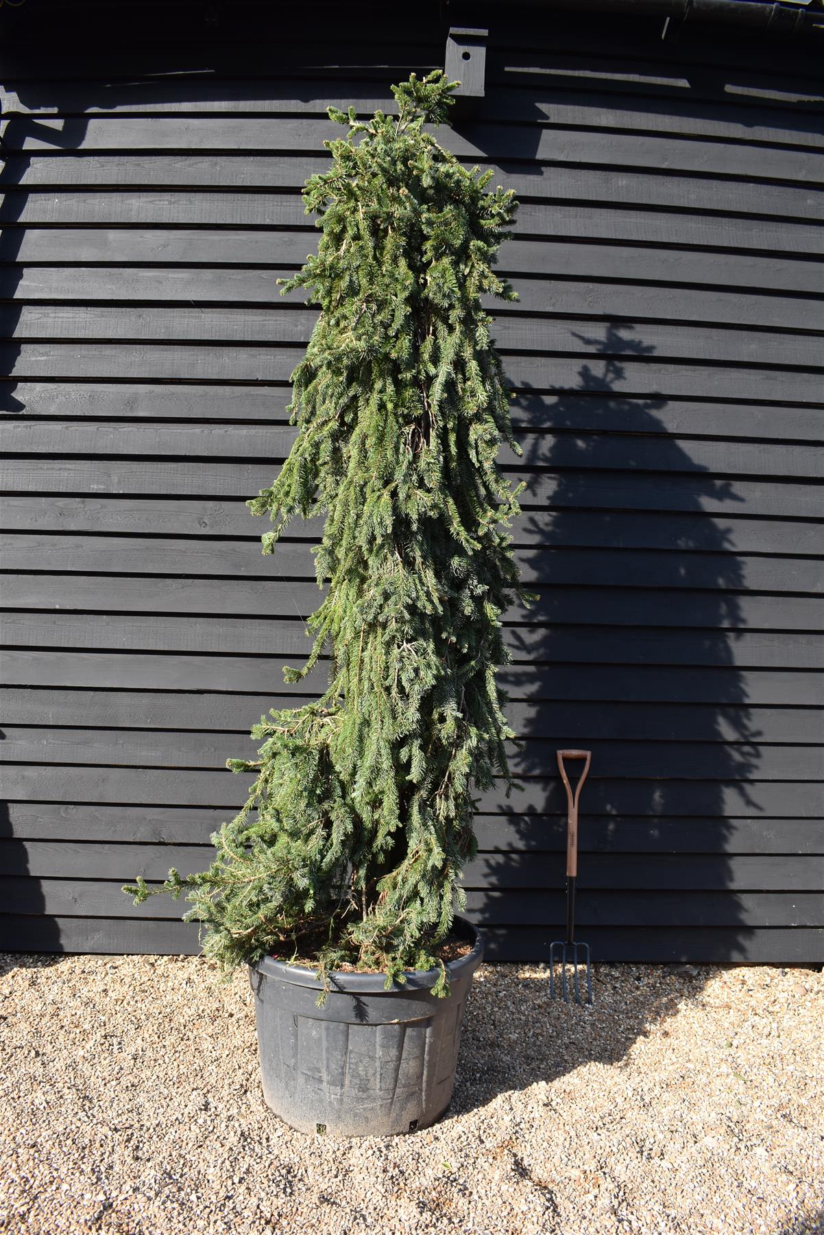 Picea abies 'Inversa' / Pendula| Norway spruce  - Height 250-260cm - 150lt