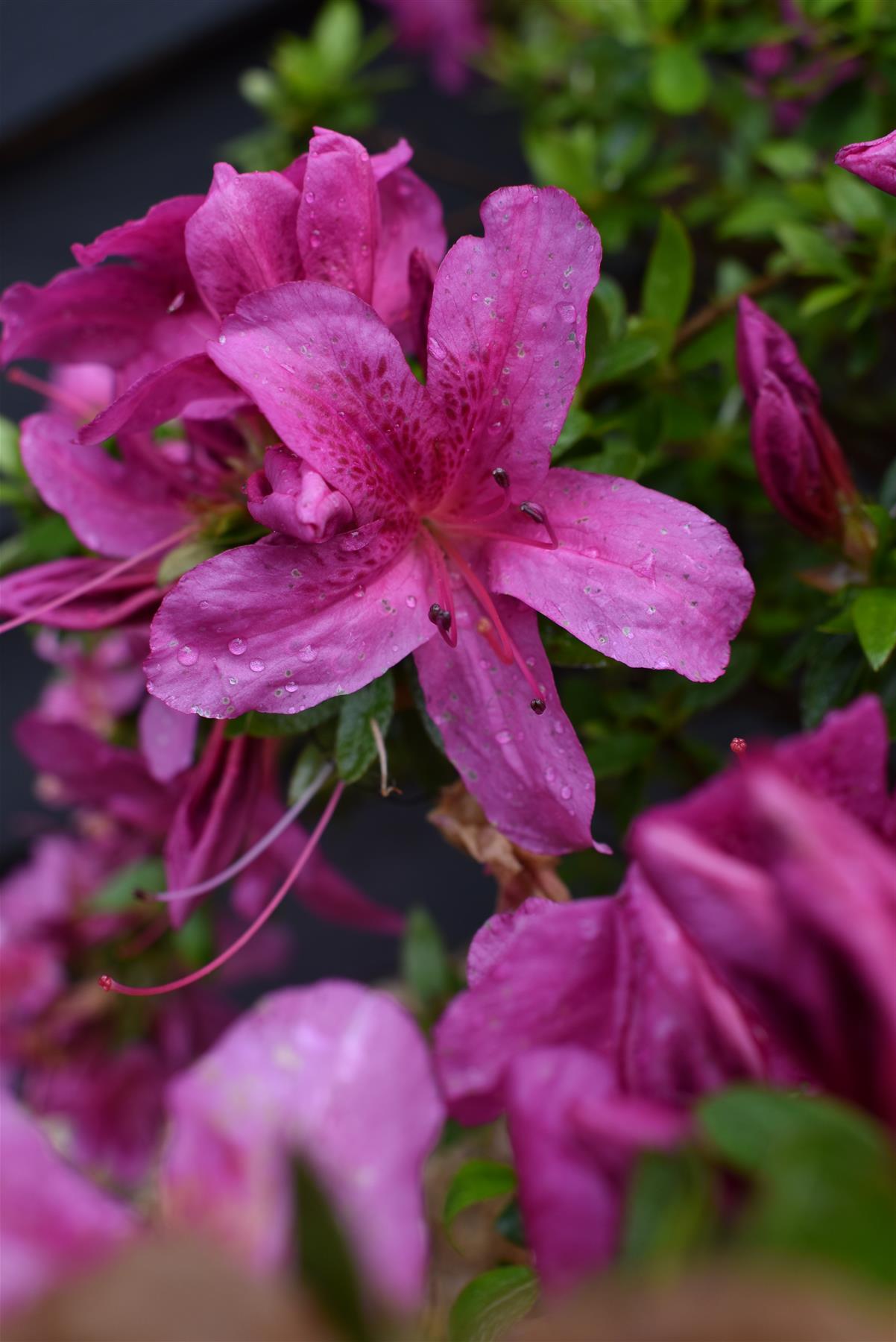 Azalea Japonica Purple Splendor| Rhododendron Purple Splendor - 50-60cm - 7lt