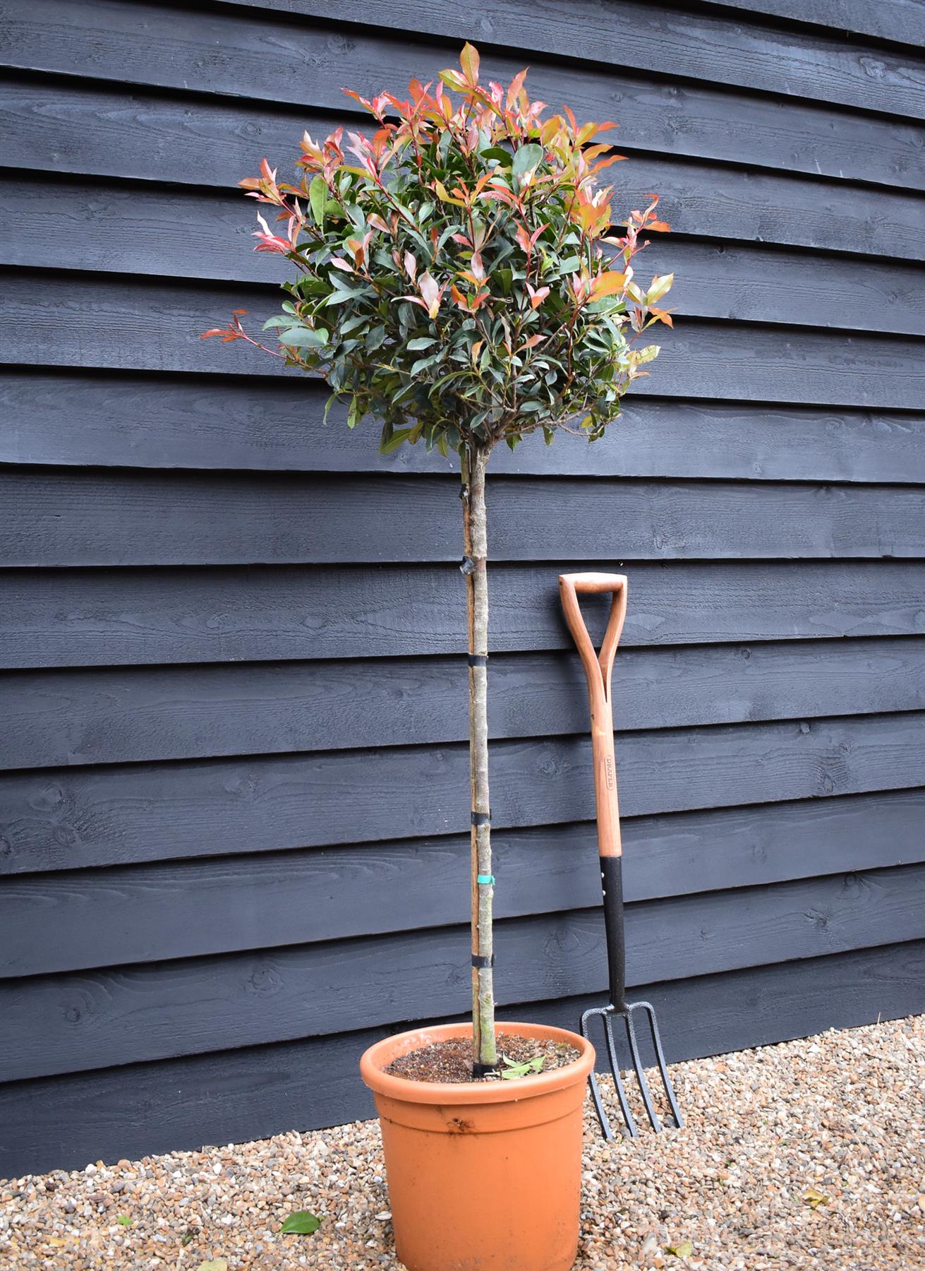 Photinia x fraseri Robusta Compacta - Half Standard - Height 165-175cm - 18lt