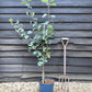 Apple tree 'Red Devil' | Malus domestica - MM106 - Semi-Dwarfing - 150-160cm - 20lt