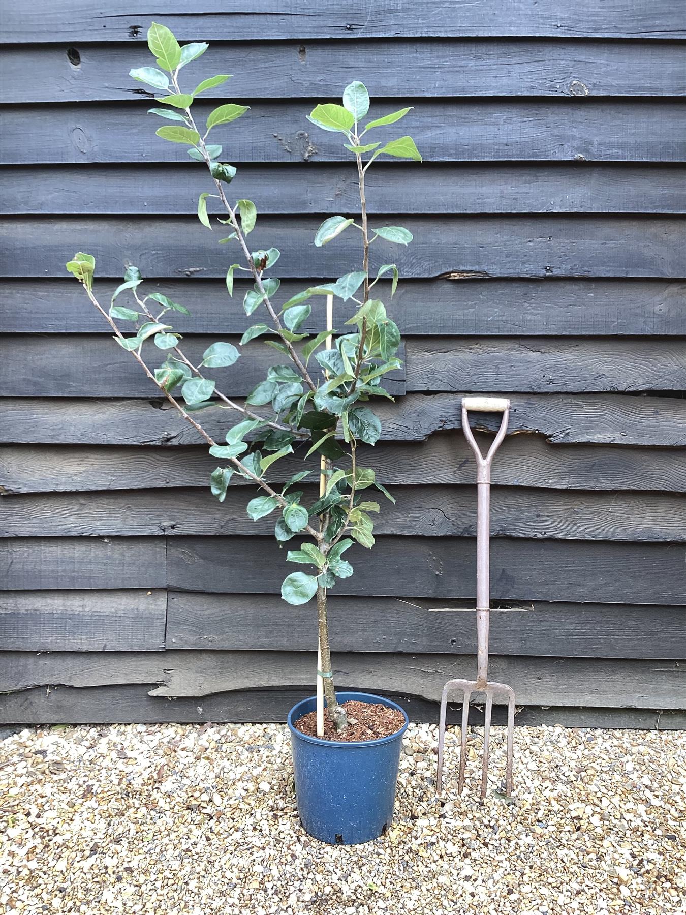 Apple tree 'Red Devil' | Malus domestica - MM106 - Semi-Dwarfing - 150-160cm - 20lt