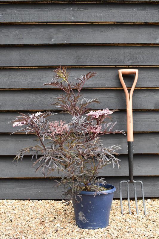 Sambucus Nigra Black Lace | Elder 'Eva' - Shrub - 50-80cm - 9lt