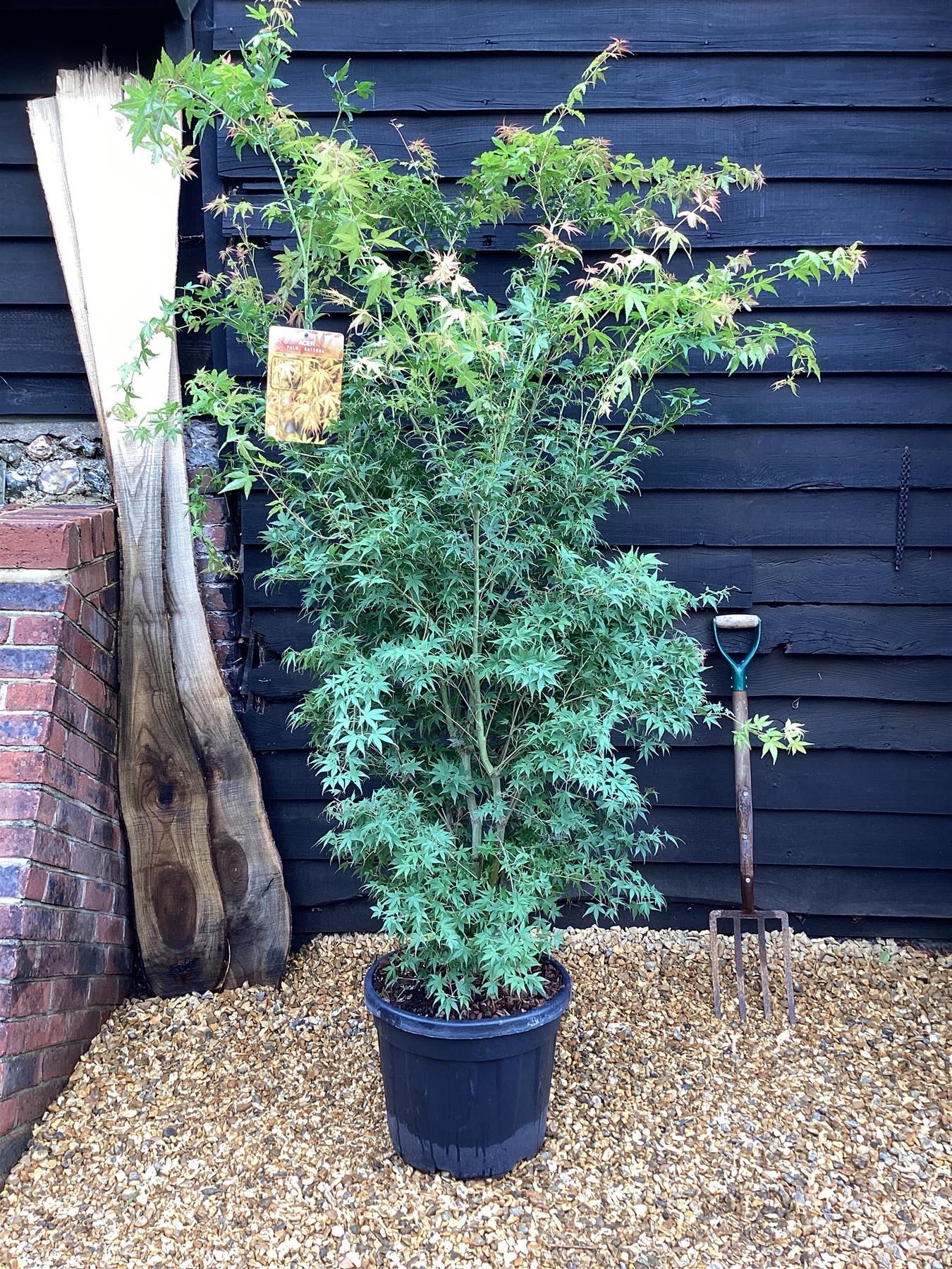 Acer palmatum 'Katsura' | Katsura Japanese Maple  Bushy - Height 200-230cm -  35lt