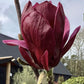 Magnolia Genie - Height 140-180cm, 10lt