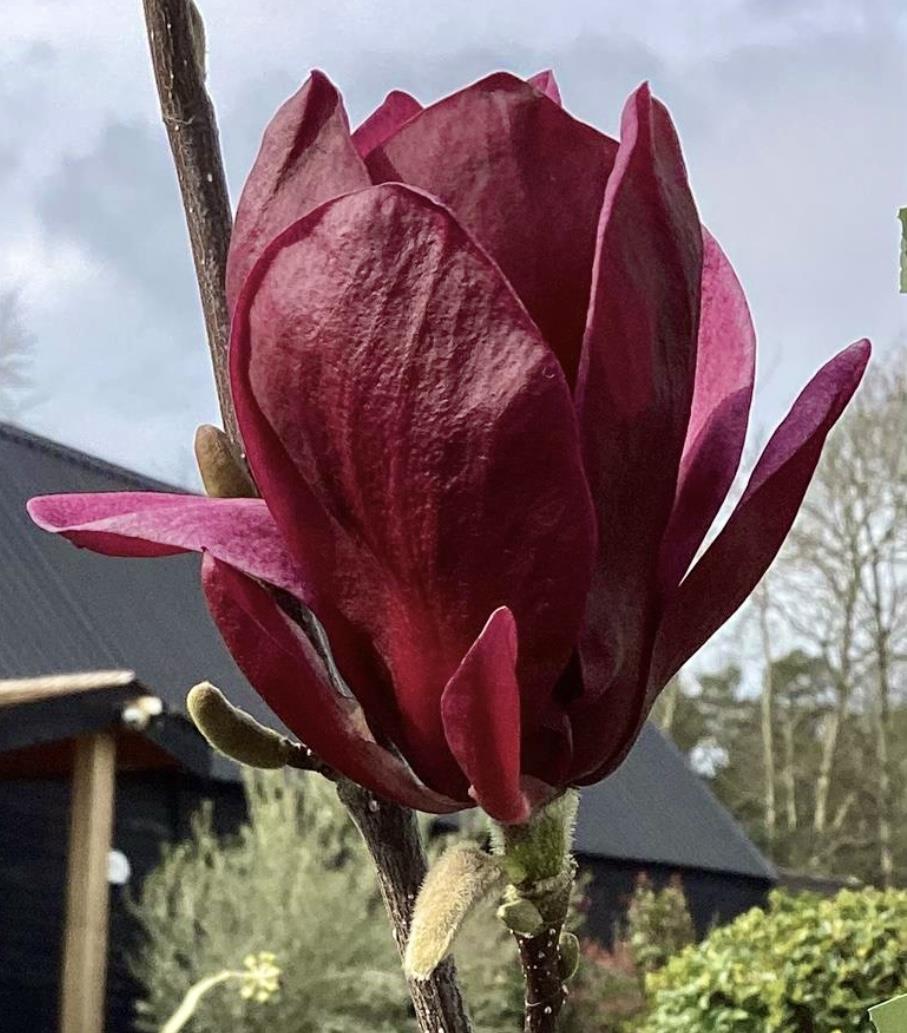 Magnolia Genie - Height 140-180cm, 10lt