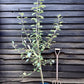 Apple tree 'Kidd's Orange Red' | Malus domestica - MM106 - Semi-Dwarfing - Height 160-170cm - 20lt