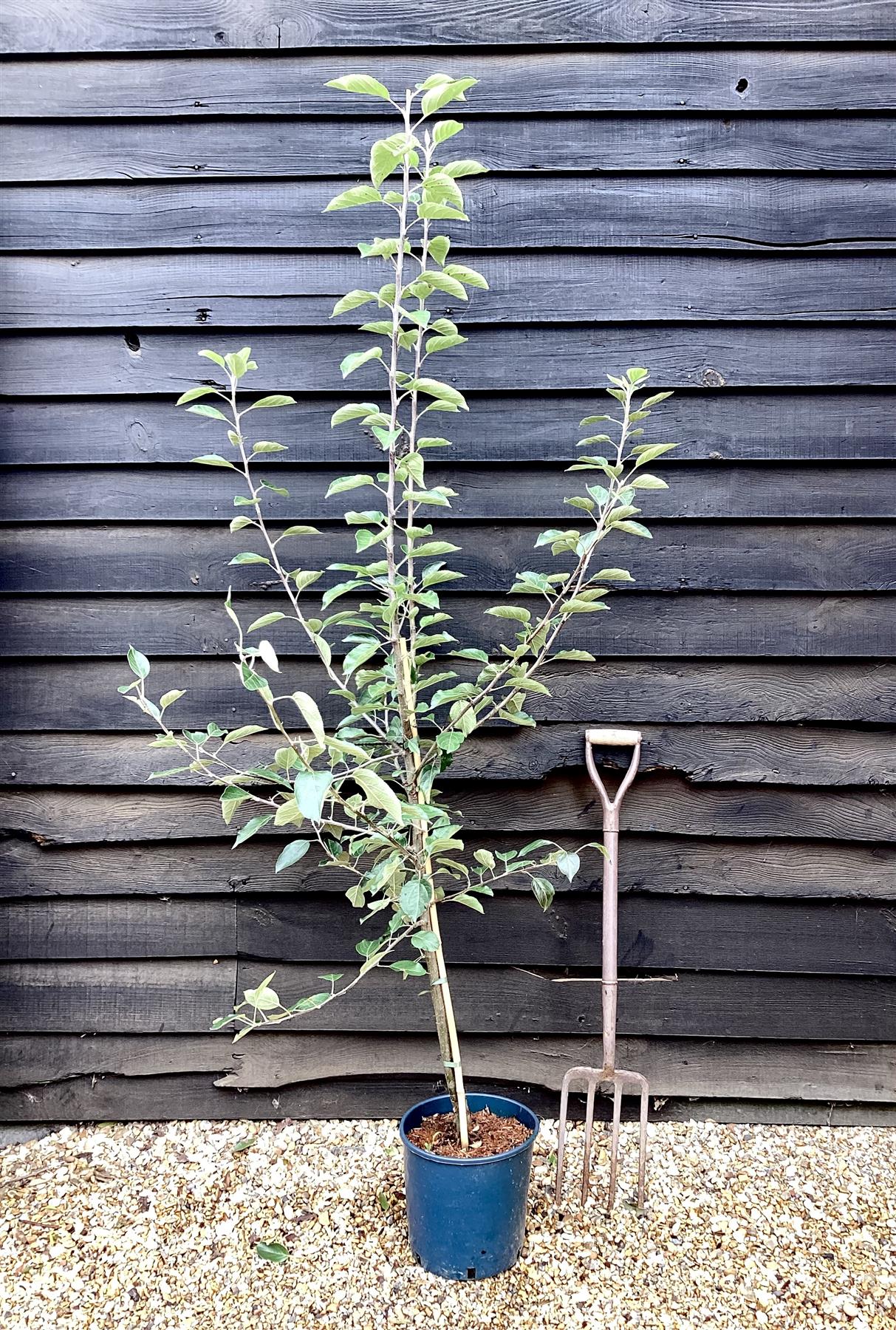 Apple tree 'Kidd's Orange Red' | Malus domestica - MM106 - Semi-Dwarfing - Height 160-170cm - 20lt