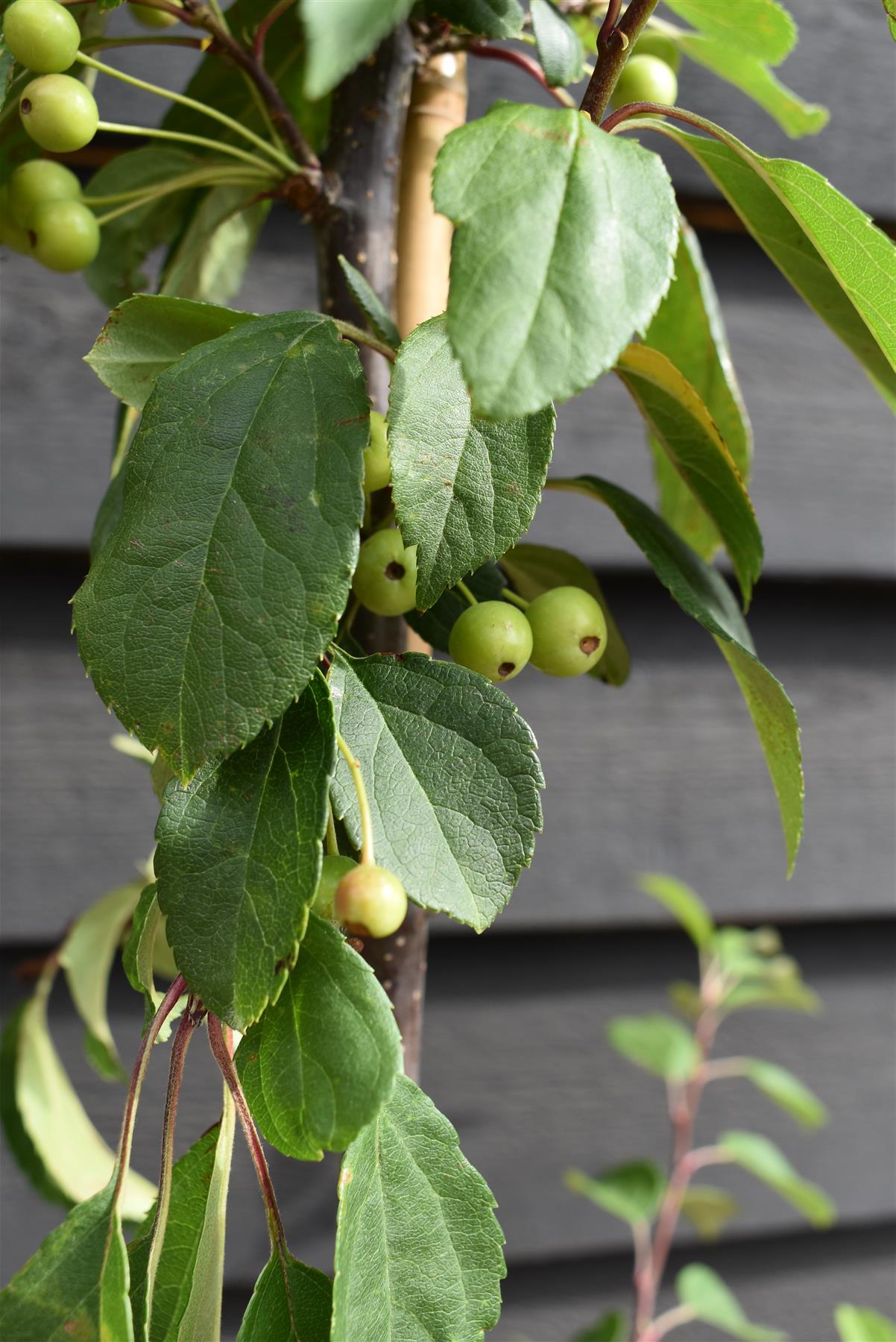 Japanese Crab Apple Tree | Malus Floribunda - 230-250cm, 20lt