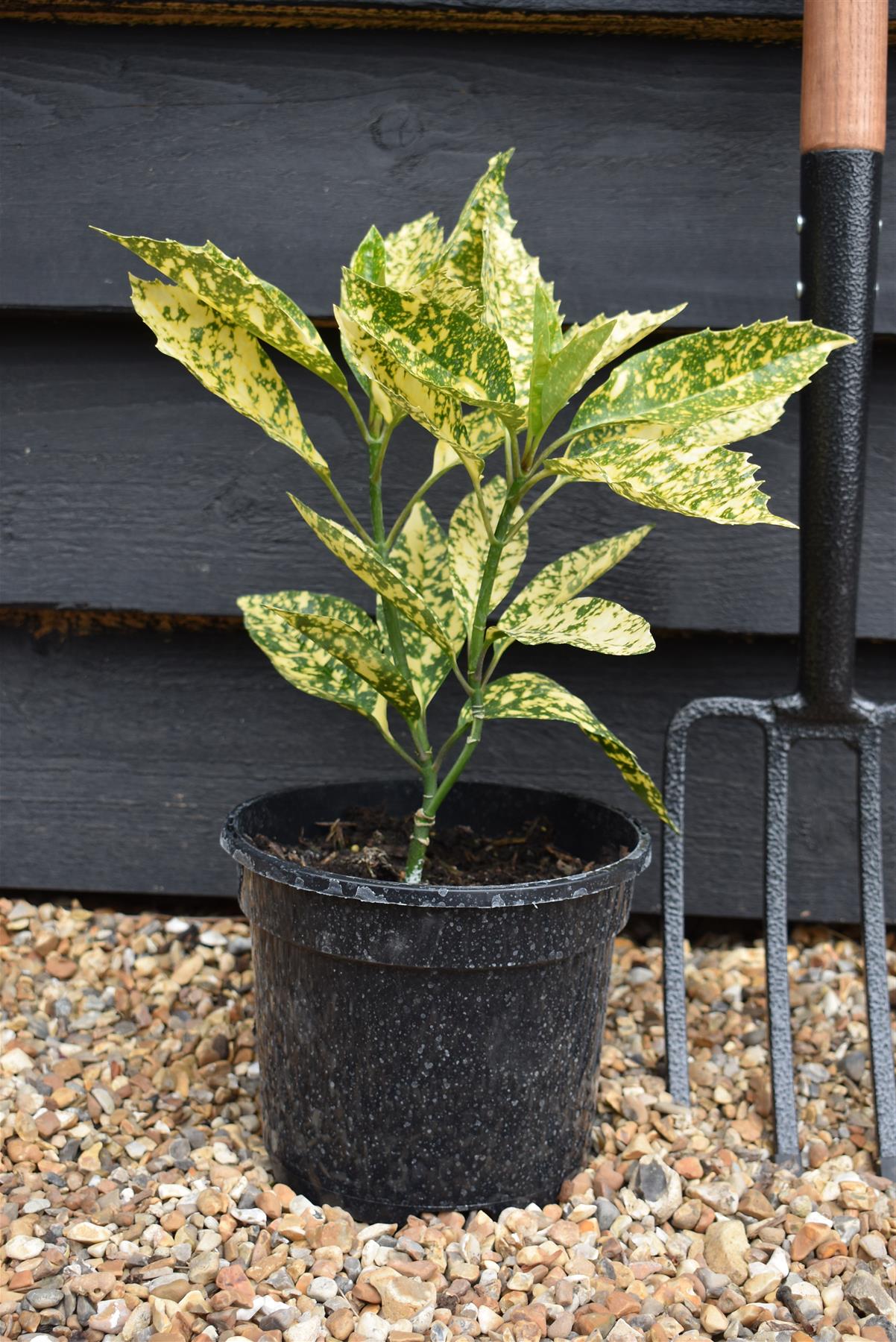 Aucuba japonica 'Mr Goldstrike' - 30-40cm - 3lt