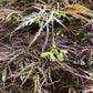 Acer palmatum 'Dissectum Atropurpureum' | Purple Threadleaf Japanese maple - Girth 32cm - 200-220cm - 375lt