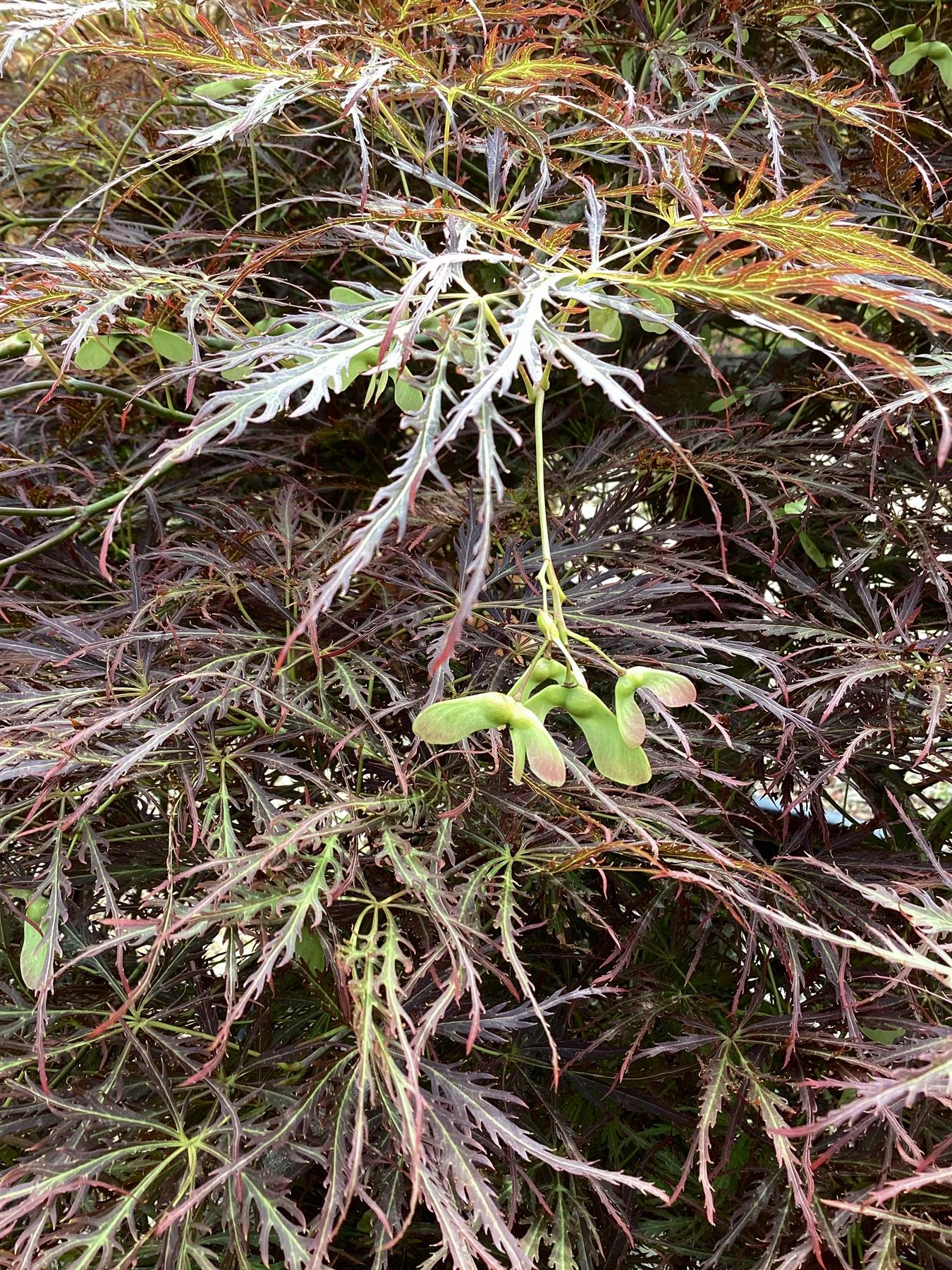 Acer palmatum 'Dissectum Atropurpureum' | Purple Threadleaf Japanese maple - Girth 32cm - 200-220cm - 375lt