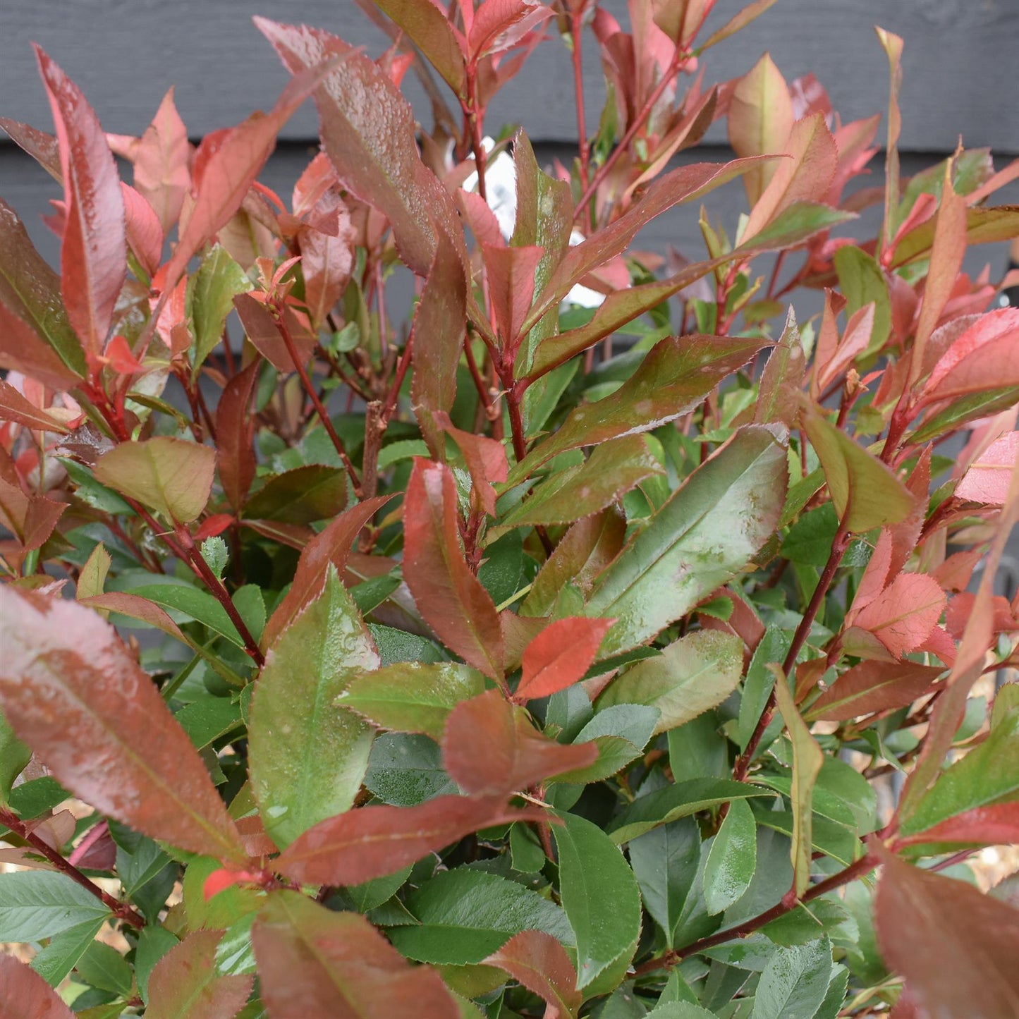 Photinia x fraseri Robusta Compacta - Standard Screening Tree - Clear Stem 150cm - Girth 8-10cm - Height 270-290cm - 45lt