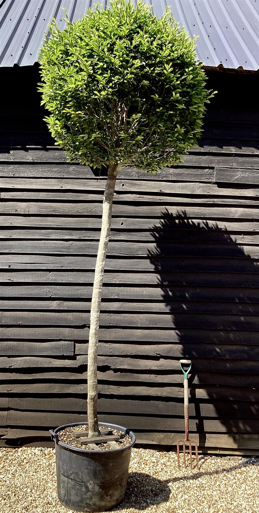 Carpinus betulus Fastigiata Ball | Common Hornbeam - 450cm, 130lt