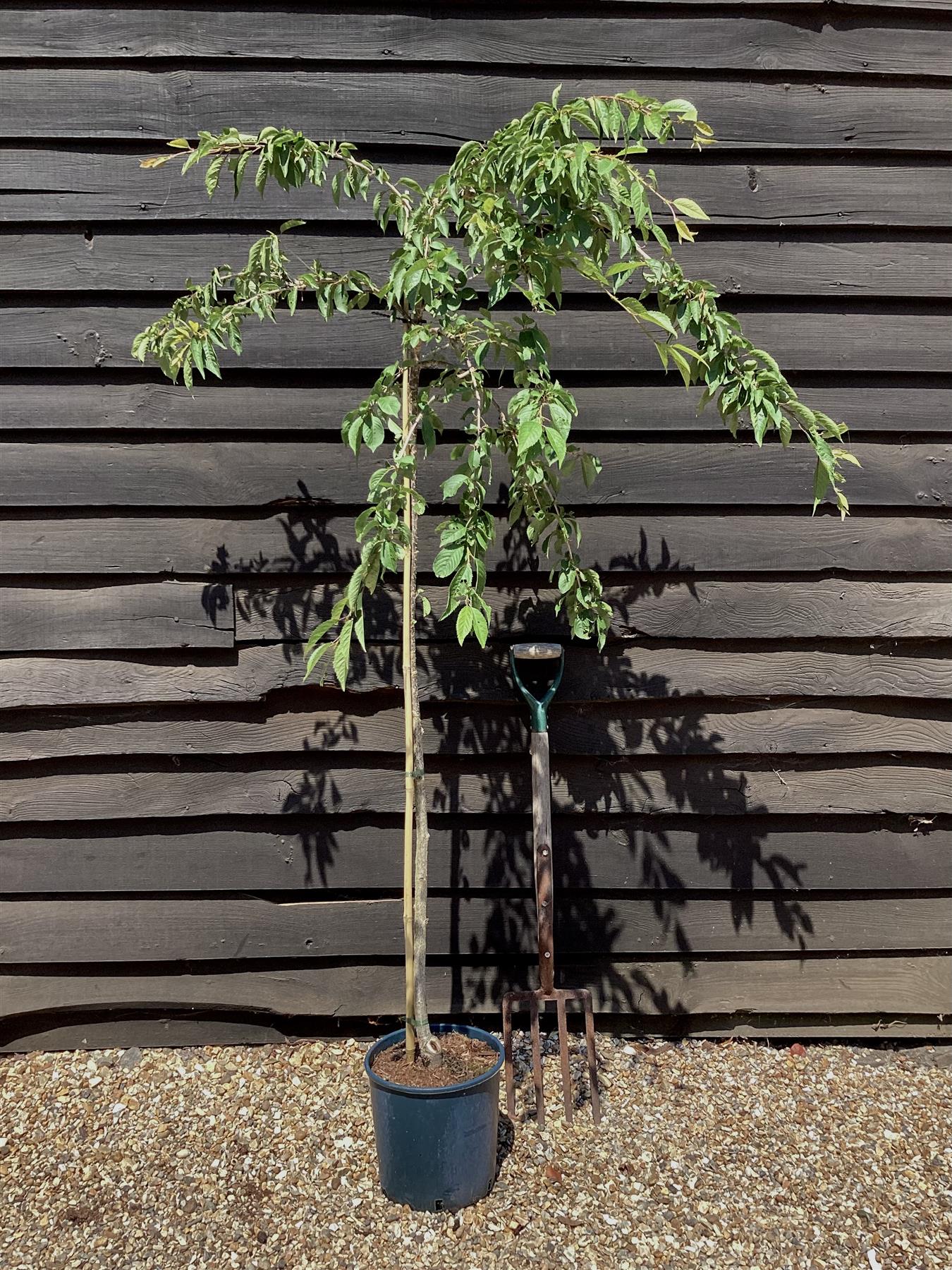 Prunus 'Snow Showers' | Weeping Cherry ‘Snow Showers’ - 170-200cm, 10lt