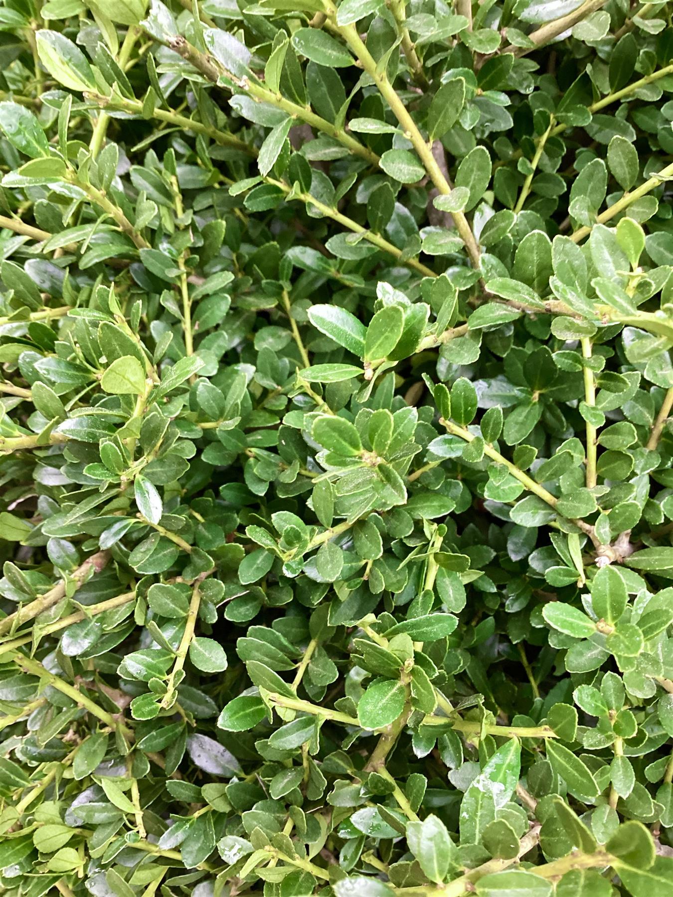 Ilex Crenata Stokes - Ball - 50-60cm - 35lt