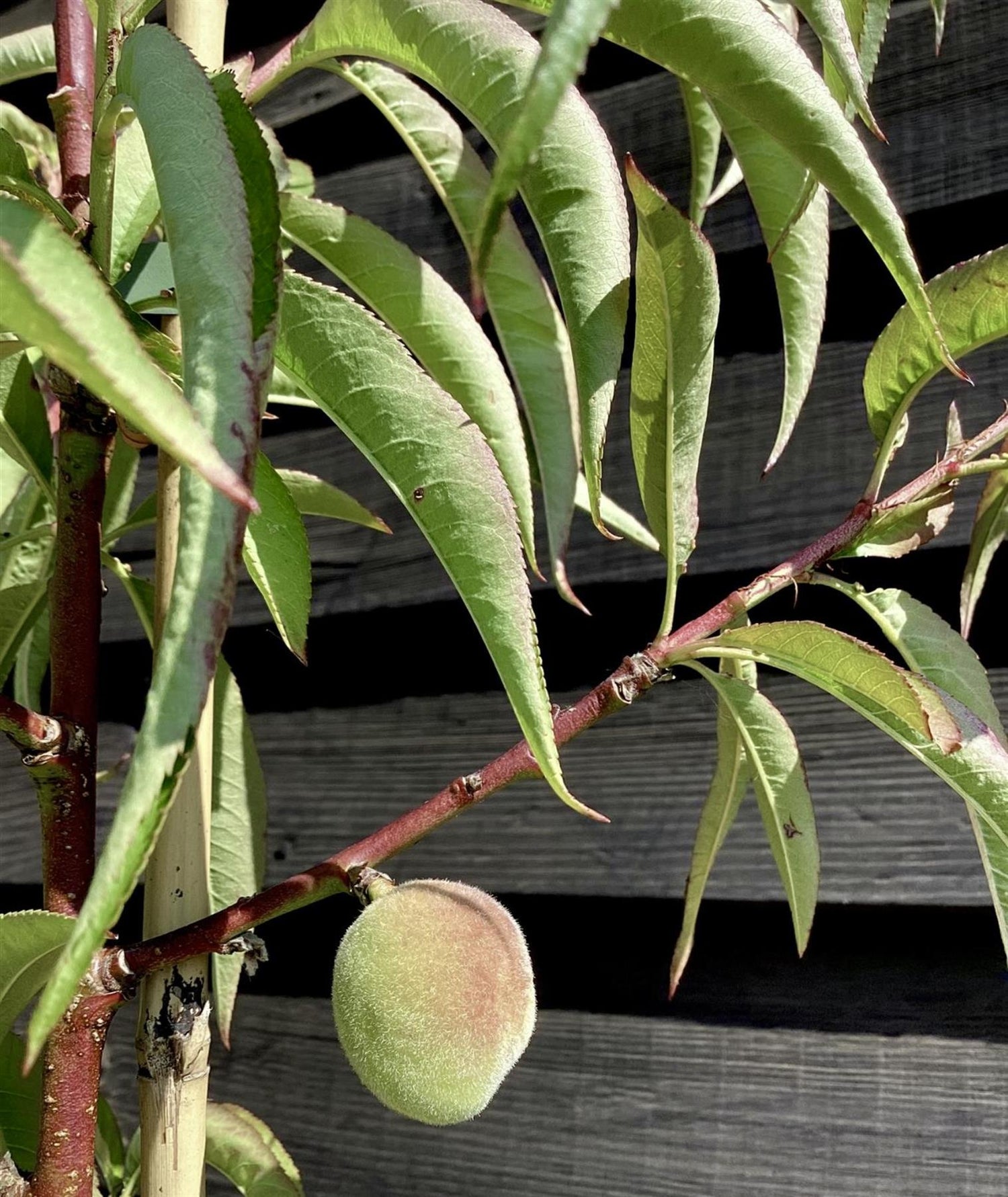 Peach peach | Prunus persica 'Melred' - 170-180cm - 10lt