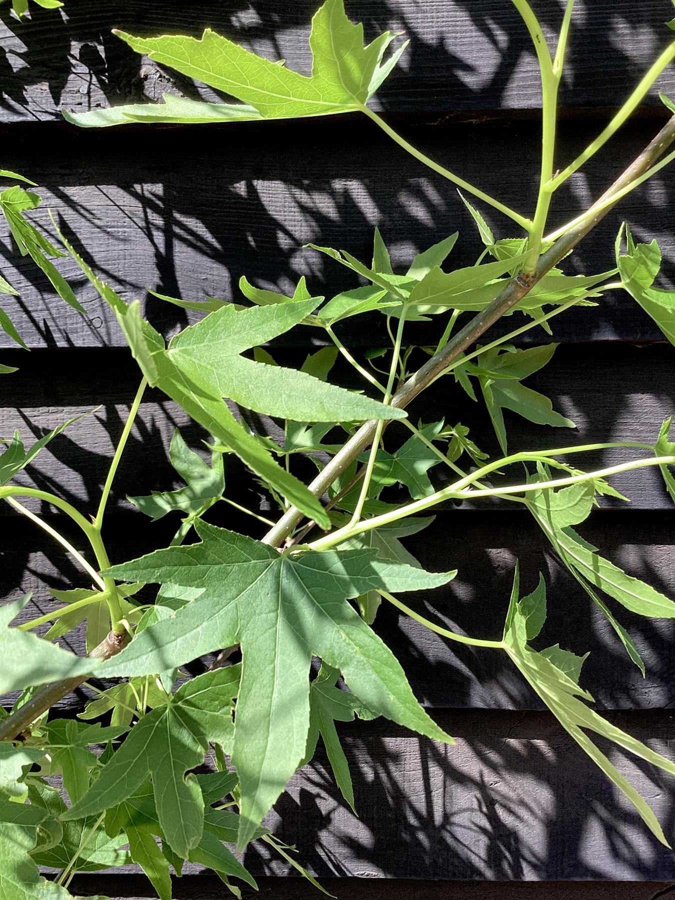 Liquidambar styraciflua 'Worplesdon' Std | Sweet Gum Worplesdon - 120-150cm, 10lt