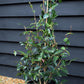 Camellia sasanqua 'Winter's Snowman' - 60-70cm - 12lt