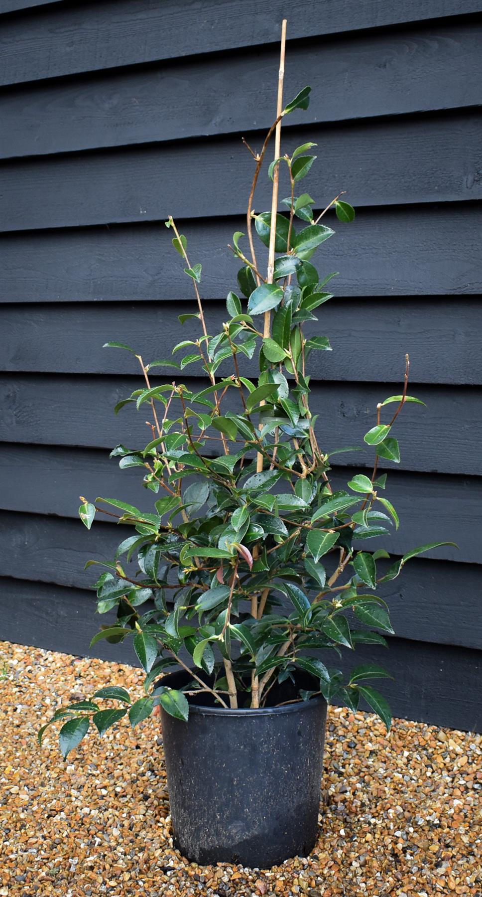 Camellia sasanqua 'Winter's Snowman' - 60-70cm - 12lt