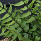 Fortune's holly fern | Cyrtomium Fortunei - Height Width 20-30cm - 3lt