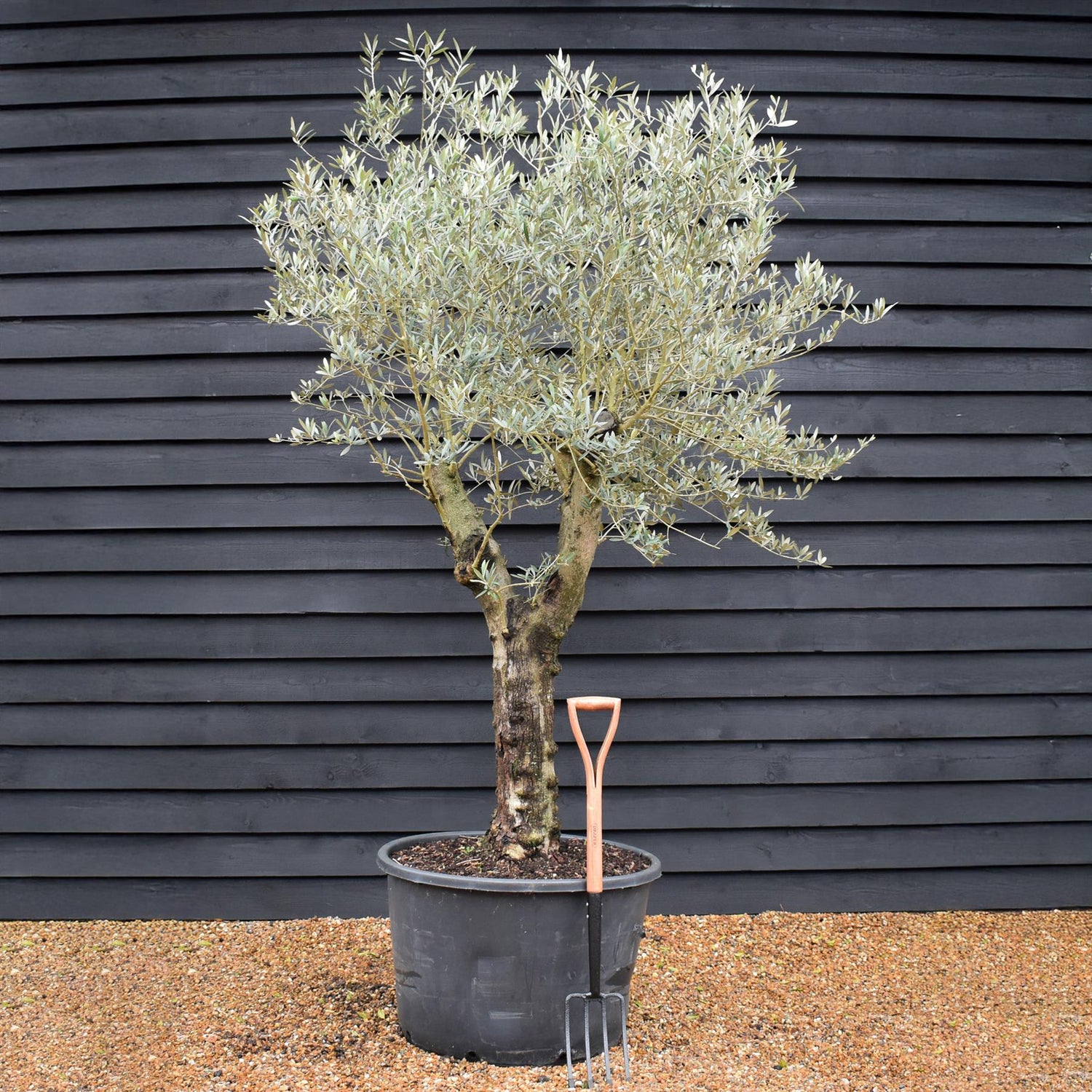 Olive Tree | Olea Europea - Specimen - Straight double branch - Trunk height 70cm - Height 200-220cm - Girth 53cm - 160lt